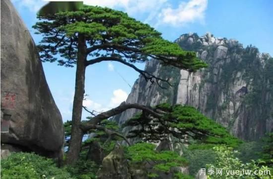 公認(rèn)的9種頂級古樹名木是哪些？(圖5)