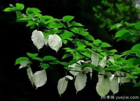 公認(rèn)的9種頂級古樹名木是哪些？(圖7)