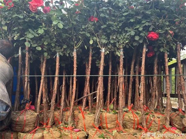 綠化苗木移植過(guò)程中，土球散了需要如何處理？(圖1)