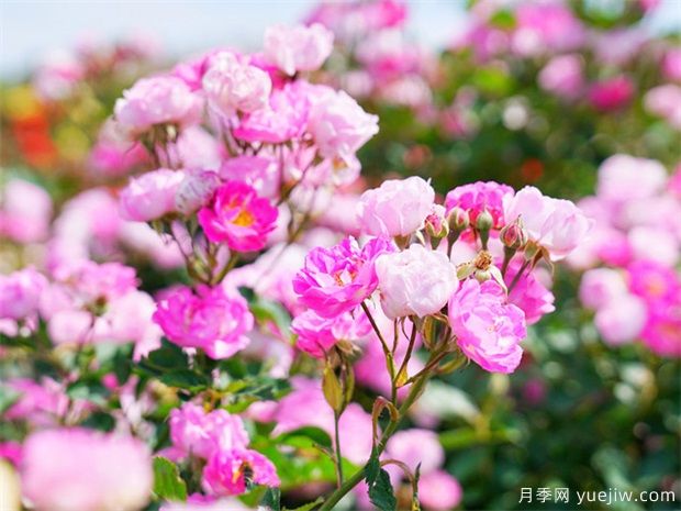 到冬天是否可以插桿月季花嗎？(圖1)