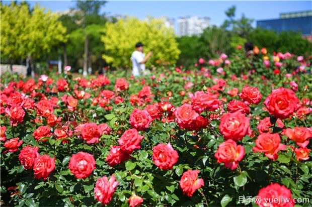 月季花黑斑病如何防治呢？(圖1)