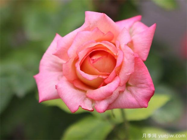 ?月季花在室內(nèi)可以養(yǎng)活嗎？(圖1)