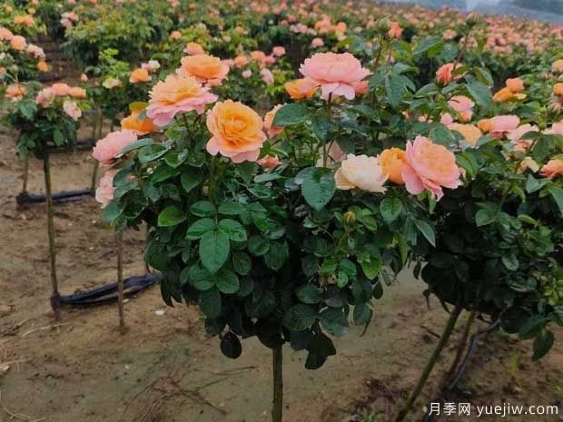 月季夏天澆水的正確方式是什么？(圖1)