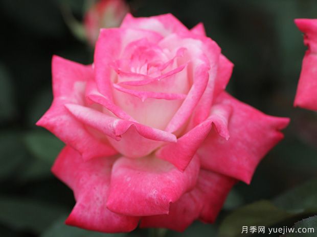 阿爾推斯75月季的優(yōu)缺點(diǎn)是什么？(圖1)