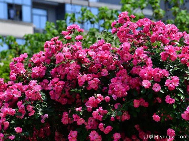 武漢新增多條絕美月季花道，江城處處花海景觀(圖1)