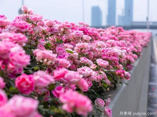 武漢新增多條絕美月季花道，江城處處花海景觀(圖3)