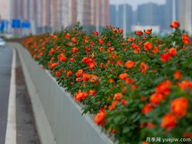 武漢新增多條絕美月季花道，江城處處花海景觀(圖4)