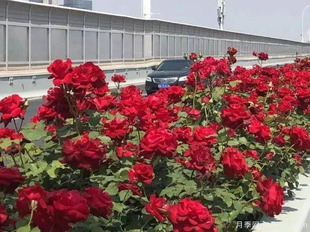 武漢新增多條絕美月季花道，江城處處花海景觀(圖7)