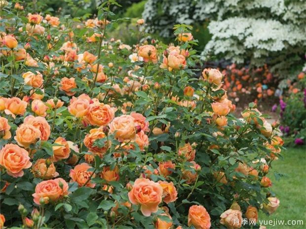 武漢新增多條絕美月季花道，江城處處花海景觀(圖9)