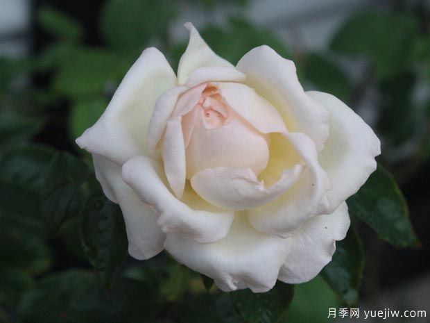大名鼎鼎的伊芙系列，僅憑香氣就聞名月季界(圖3)