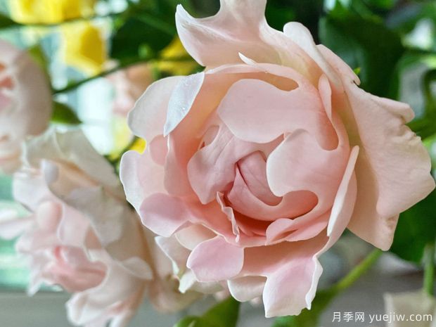 ?？麑殞氃录?蘇芬月季(圖1)