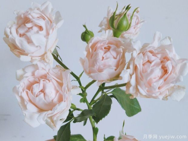 ?？麑殞氃录?蘇芬月季(圖3)