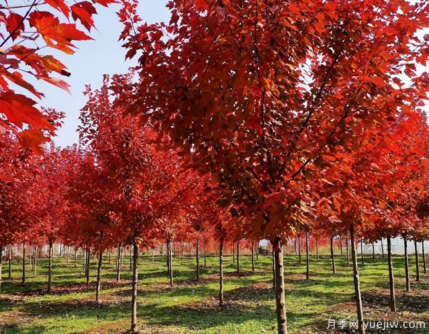 美國紅楓和日本紅楓的區(qū)別？哪個好？(圖1)