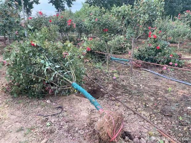 什么苗苗木要帶土球？什么花苗不用帶土球？(圖1)