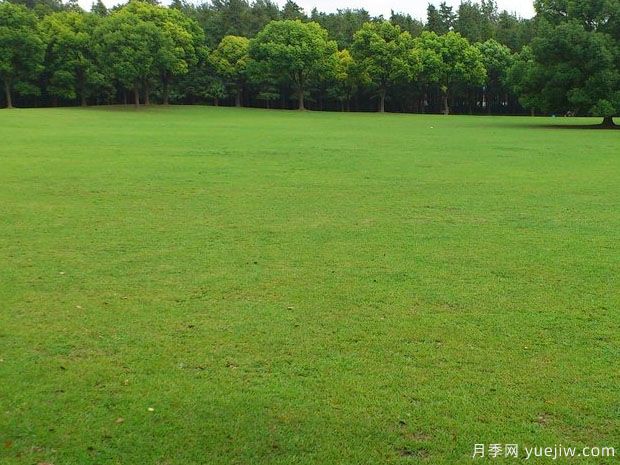春夏過渡季節(jié)混播草坪的養(yǎng)護(圖1)