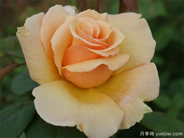 大獎?wù)略录?圖1) 大獎?wù)略录?圖1)