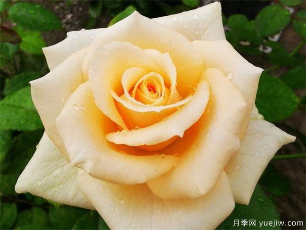 昆明斗南市場(chǎng)熱銷的十大切花玫瑰有哪些？(圖1)