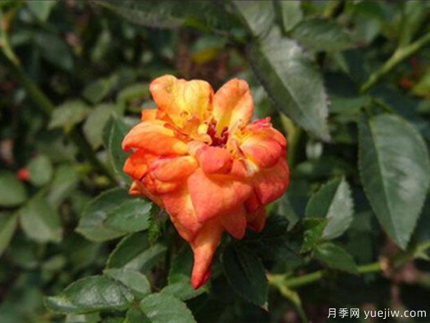 太陽姑娘月季(圖3)