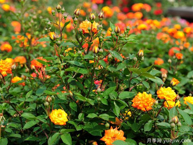 太陽姑娘月季(圖4)