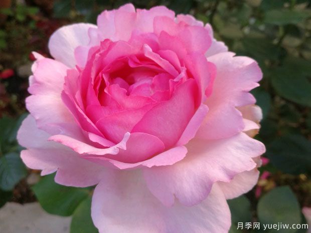 大名鼎鼎的伊芙系列，僅憑香氣就聞名月季界(圖2)