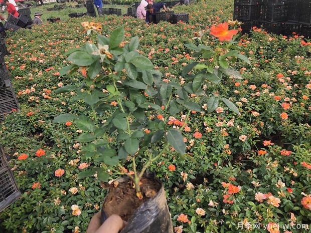 6萬棵紅從容黃從容月季杯苗移植安徽景區(qū)道路(圖2)