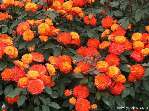 推薦8款豐花月季品種介紹，花滿枝頭，園林應(yīng)用花量多(圖6)