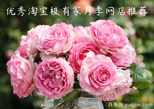 優(yōu)秀淘寶極有家月季網店推薦(圖1)