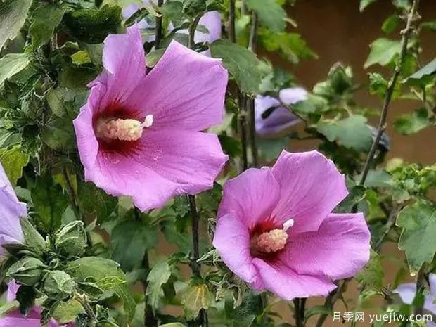 木槿的圖片特點(diǎn)和種植養(yǎng)護(hù)(圖2)