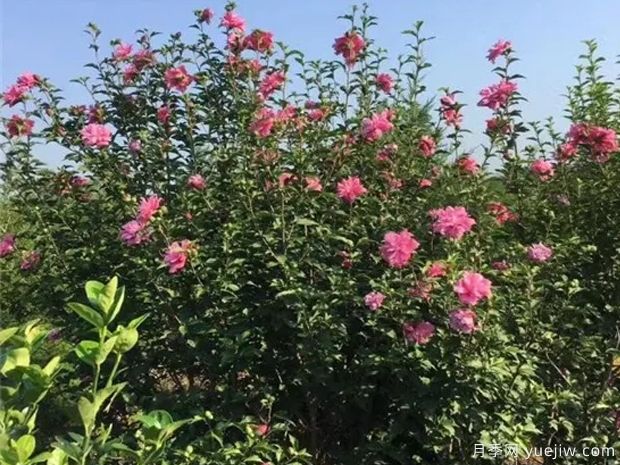 木槿的圖片特點(diǎn)和種植養(yǎng)護(hù)(圖3)