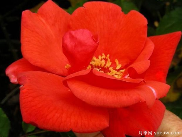 橘紅潮月季/桔紅潮月季(美國(guó))(圖2)