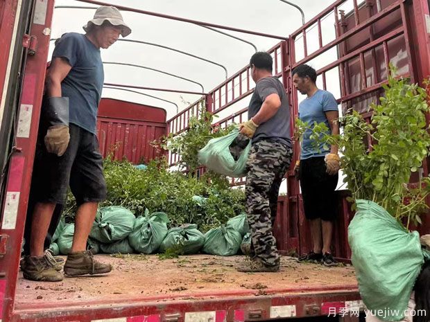 安吉拉月季盆栽苗，60厘米高基地發(fā)貨(圖3)