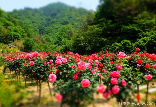 大美月季，十堰這幾處的月季花海等你來觀賞(圖3)
