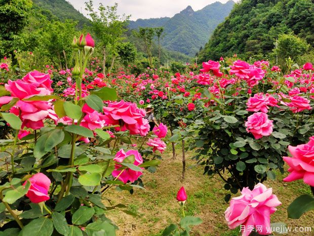 大美月季，十堰這幾處的月季花海等你來觀賞(圖2)