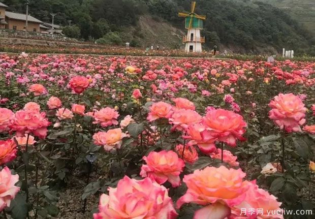 大美月季，十堰這幾處的月季花海等你來觀賞(圖4)
