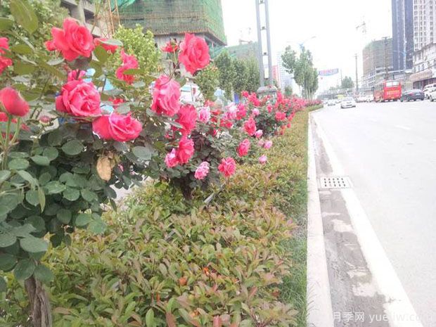 運(yùn)城月季市花文化和景觀圖集(圖2)