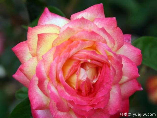 分享10種大花月季品種，開花鮮艷，香味清新(圖2)