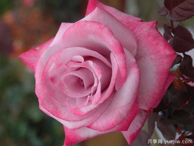 分享10種大花月季品種，開花鮮艷，香味清新(圖3)