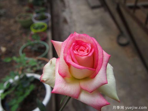 分享10種大花月季品種，開花鮮艷，香味清新(圖10)