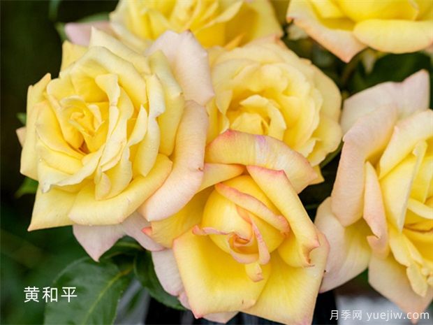 十個(gè)經(jīng)典大花月季品種介紹，花香濃郁，花朵大似巴掌(圖5)