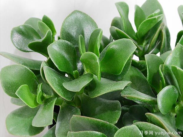 多肉植物之玉樹圖片和養(yǎng)護(圖3)