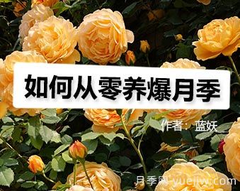 月季圖書(shū)：藍(lán)妖《如何從零養(yǎng)爆月季》(圖1)