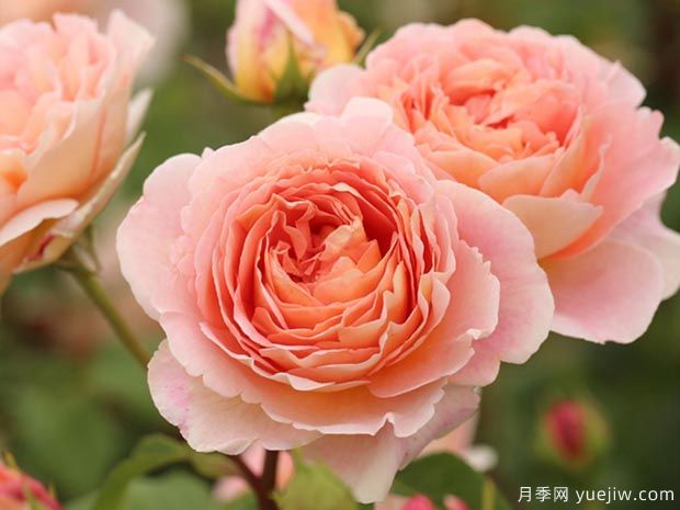 推薦8種水果香味月季，總有一種讓你陶醉(圖1)