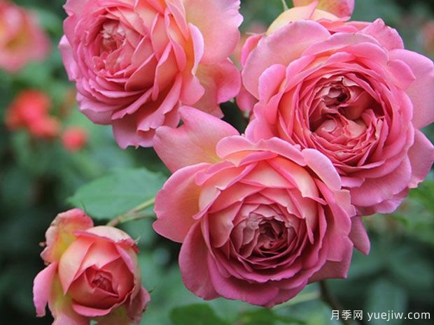 月季花哪個品種***好？經(jīng)典月季花名稱和圖片(圖3)