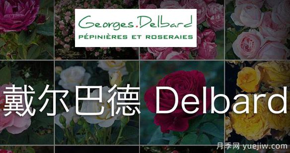 月季育種家：法國戴爾巴德月季公司(Delbard)(圖1)