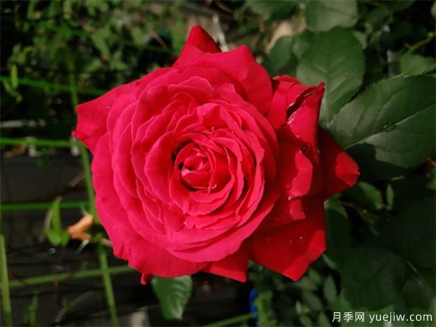 比香水還香的月季花？10個(gè)濃香月季排行榜(圖4)