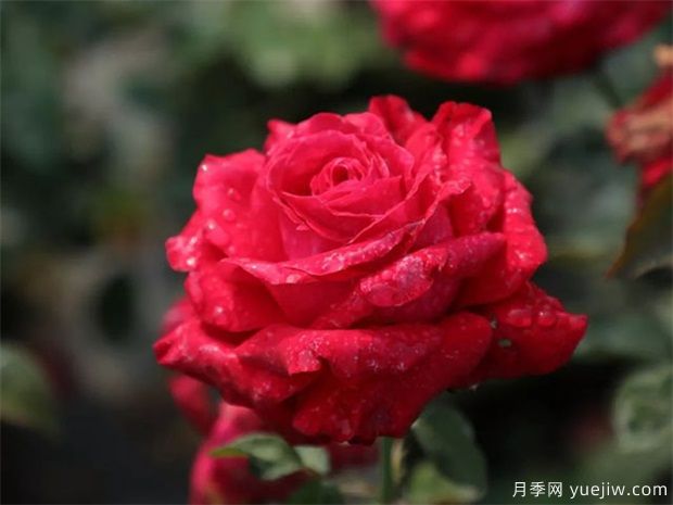亞力克紅月季，香味濃郁花大花美(圖2)