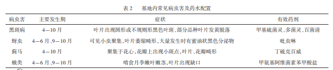 高架月季盆栽規(guī)?；B(yǎng)護技術(shù)(圖2)