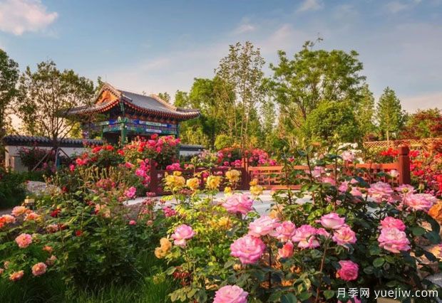南陽世界月季大觀園國慶游園會(huì)，盛世船情夢回南都 (圖2)