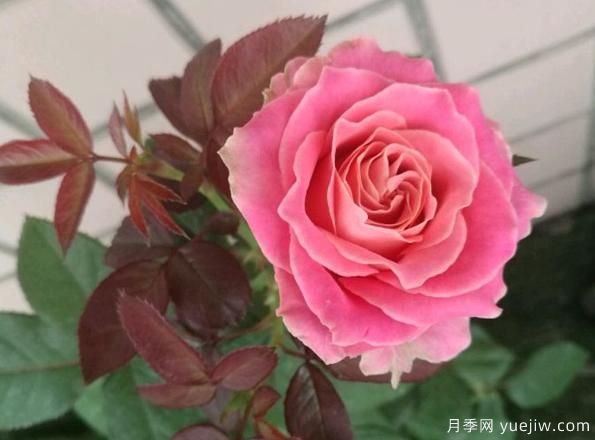 專屬12星座的月季花，你的星座是什么月季(圖3)