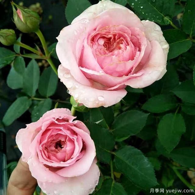 專屬12星座的月季花，你的星座是什么月季(圖8)